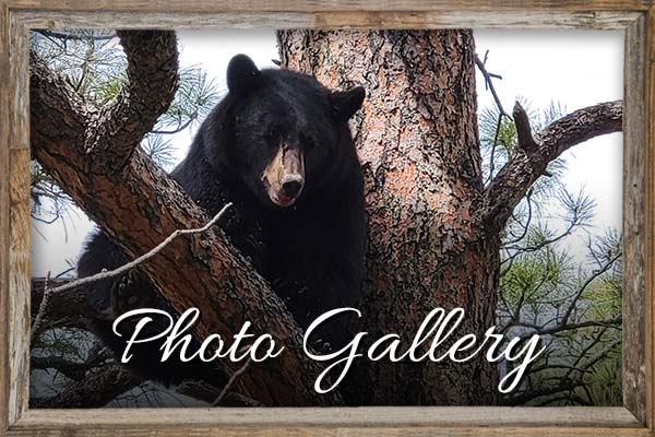 Photo Gallery K9 Country Outfitters Photo Gallery